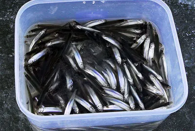 빙어100여수 붕어 월척급이....