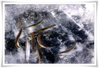 경산 빙어조황과 저수지 얼음상태