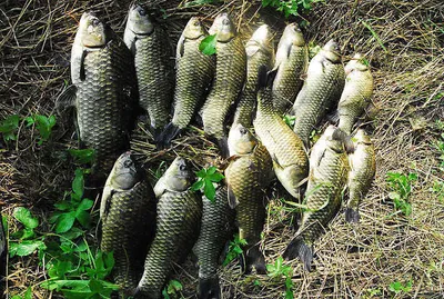 휴가낚시에 월척과 마릿수를 ......