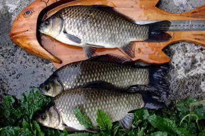 갈수기 낚시터를 찾아서....