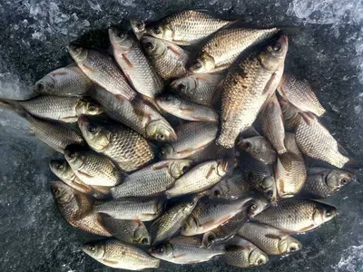 의성얼음붕어낚시 대산지얼음 낚시여건