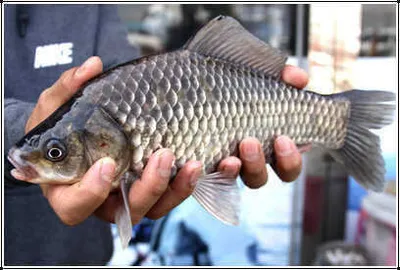 춘분에 드리는 붕어 소식 입니다.