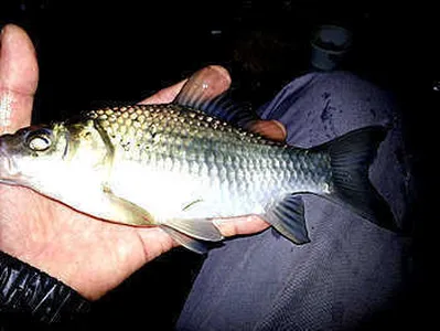 8월중순-경산권 조황안내