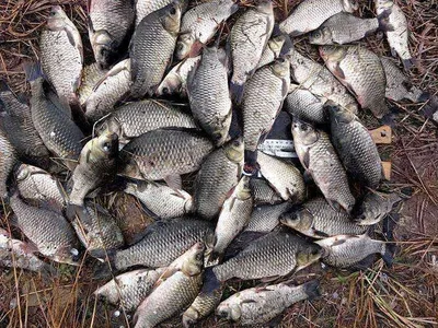 대단한 조과를 거두시고.......