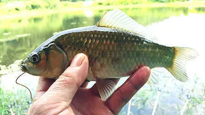 8월중순,조황안내 입니다.