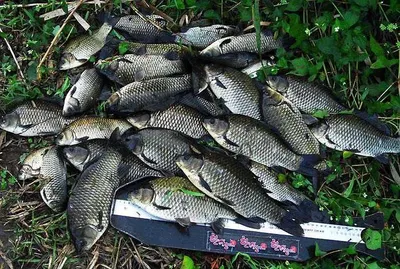 허리급에 마릿수 .........