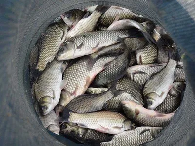 막바지 휴가낚시......