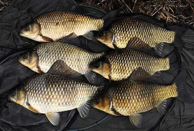 허리급에 대물들..........