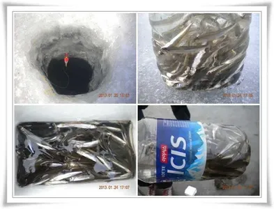 빙어, 초대박 조황 ~~