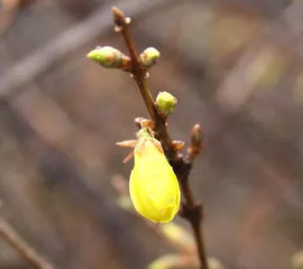 곁에 다가선 봄 붕어소식