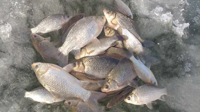 경북의성빙어낚시 얼음붕어낚시 조황입니다~