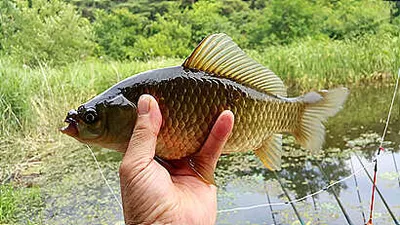 장마철 붕어낚시 청신호