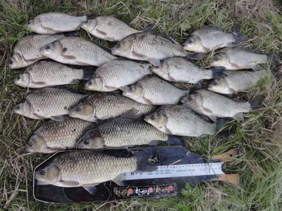 관고기 월척마릿수.....