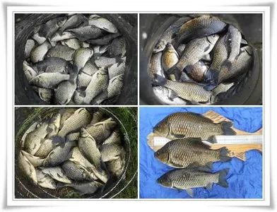 장마전 타작조황 ~~