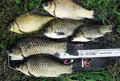 저수지와 강낚시 조황.....