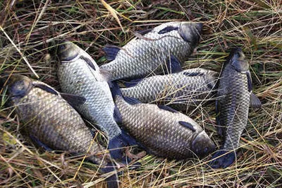 입동에 올리는 경산권 조황소식 입니다.