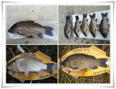 대물들이 낚여요 ~~