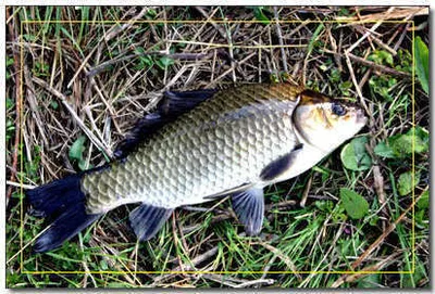 저수지 마다 고른 입질을 보입니다.