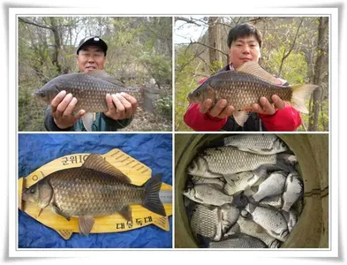 군위권대물과 마릿수가...