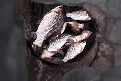 봄 물낚시시즌 시작되었습니다.