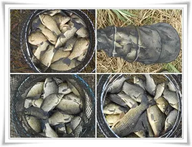 위천강 떼붕어를 만나다 ~~