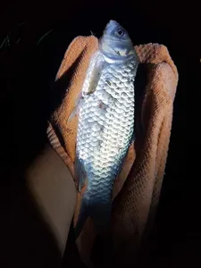 [청미천] 초보님들께 강추입니다