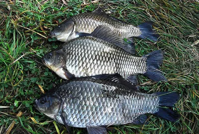 항공모함급 대물붕어들 ..........