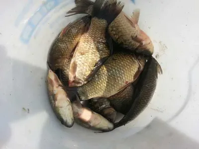 [청미천] 비가 내려야 할 듯