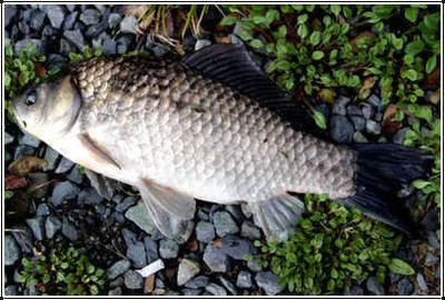 붕어소식,꽃소식이 한창 입니다.