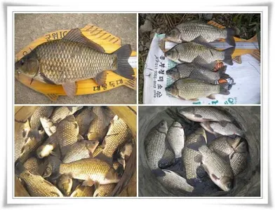 4짜출몰과 위천강 호조황 ~~