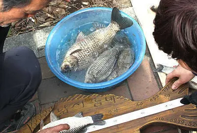 봄 붕어,제~오시네[대구.경산권 소식]