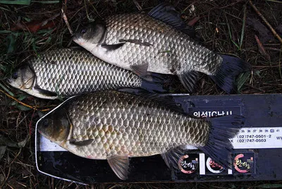 살찐가을 대물들.........