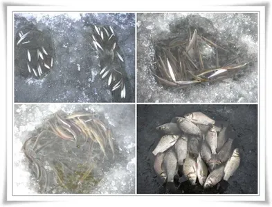 경북 빙어, 붕어 얼음낚시 ~~