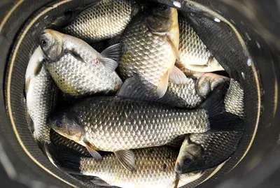 대물마릿수를 ............