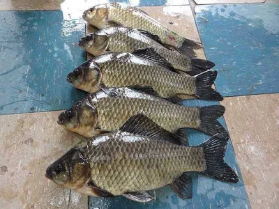 대박조황 축하드립니다......