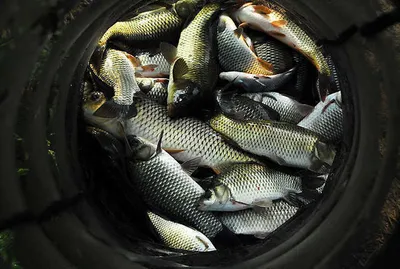 대단한 조과를.....