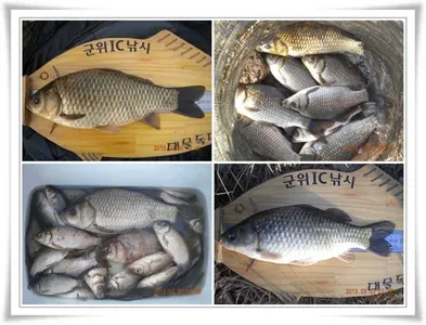 한발앞선, 월척과 마릿수 조황 ~~