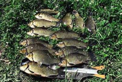 만천지에서 월척만 15수를 .........