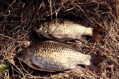 산란철을 앞둔 봄시즌 소식 입니다.