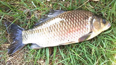 벌써 그늘이 좋은시기-경산권 소식입니다.