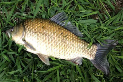 멋진 4짜와 함께하는 유월의 조황안내