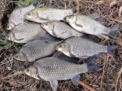 마지막출조 대박조과를......