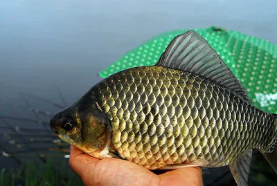 살찐붕어 마릿수 손맛을 ........