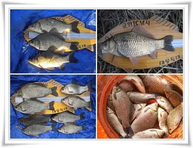 산란전 특수가 시작됩니다 ~~