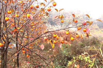 시즌은 짧고 갈곳은 많습니다.