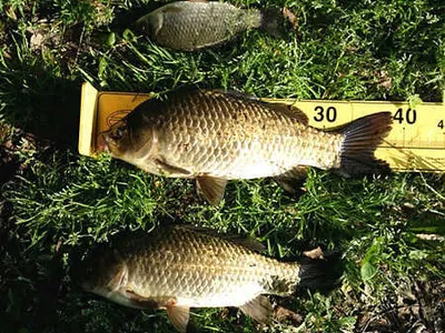 5월 황금 연휴에 드리는 조황안내 입니다.