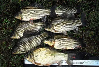 대물붕어 여기저기에 .....