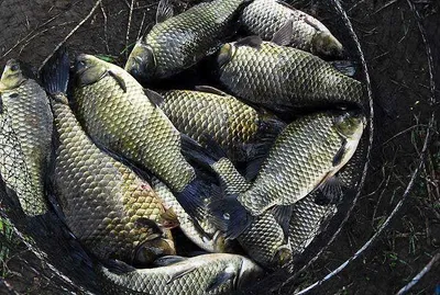 4짜붕어와 대물들........