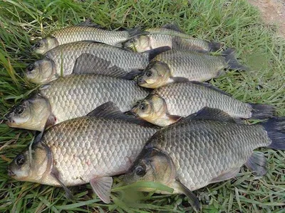 대박조과를 보신분......