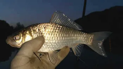 붕어의 계절 5월을 맞으면서.....